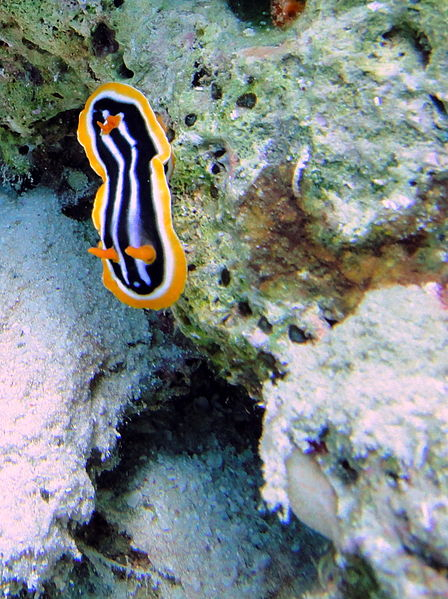  Chromodoris quadricolor (Sea Slug)